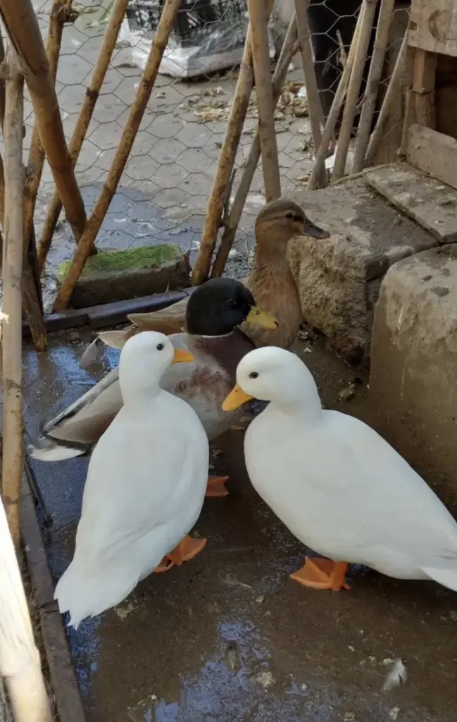 تصویر شماره 2 محصول 
