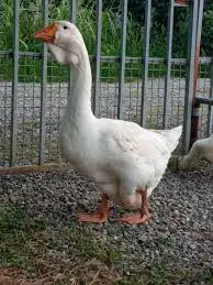 تصویر شماره 1 محصول 