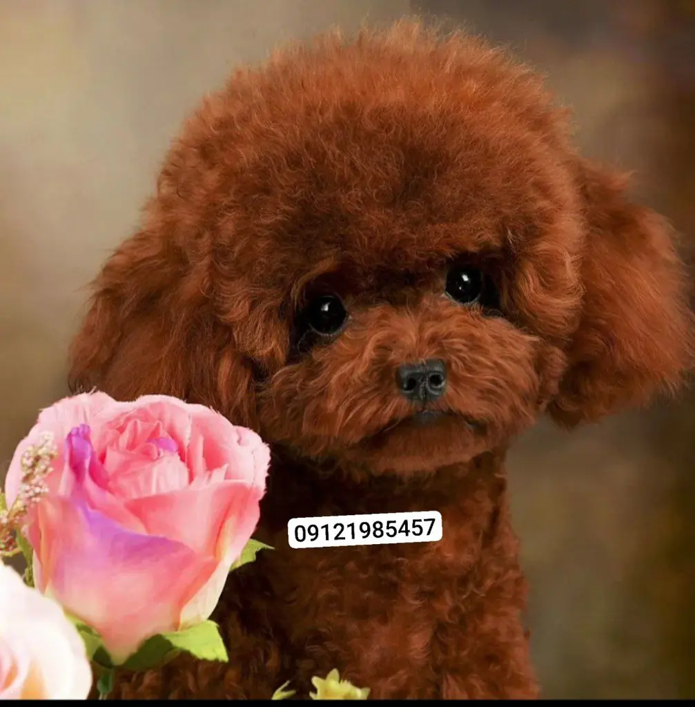 تصویر شماره 2 محصول 