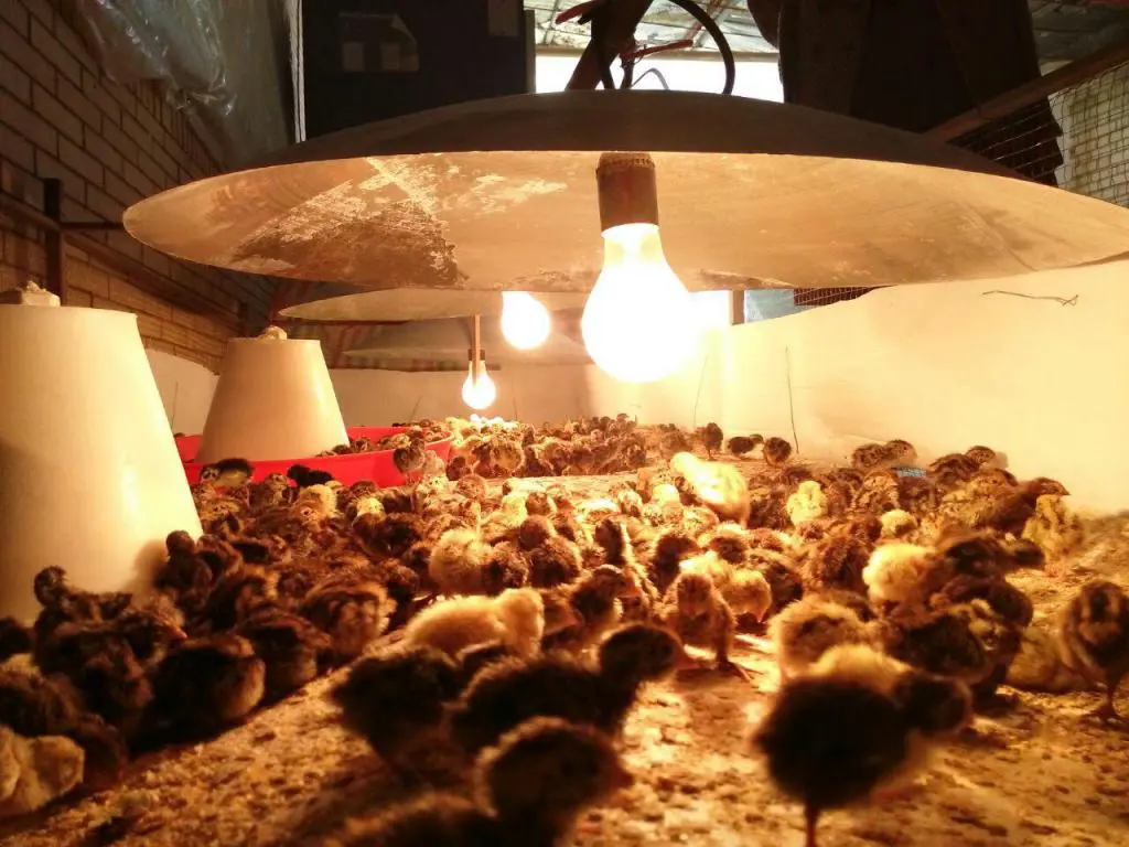 تصویر شماره 2 محصول 