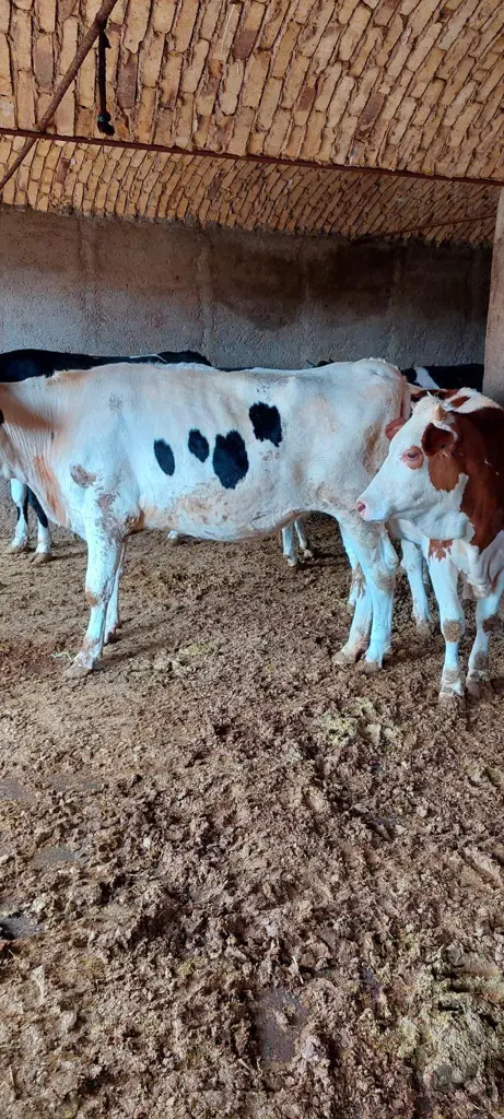 تصویر شماره 2 محصول 