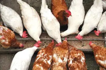 تصویر شماره 1 محصول 