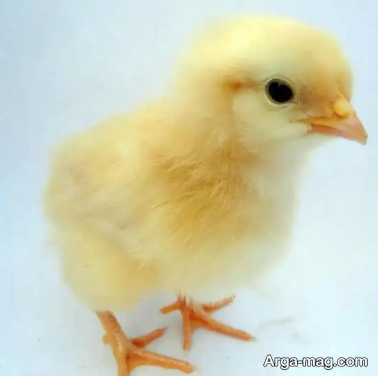 تصویر شماره 2 محصول 