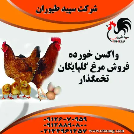 تصویر شماره 1 محصول 