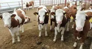 تصویر شماره 2 محصول 