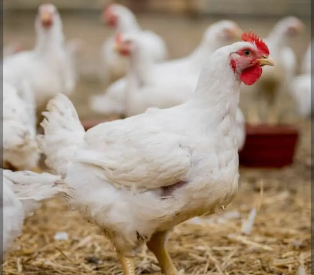 تصویر شماره 2 محصول 