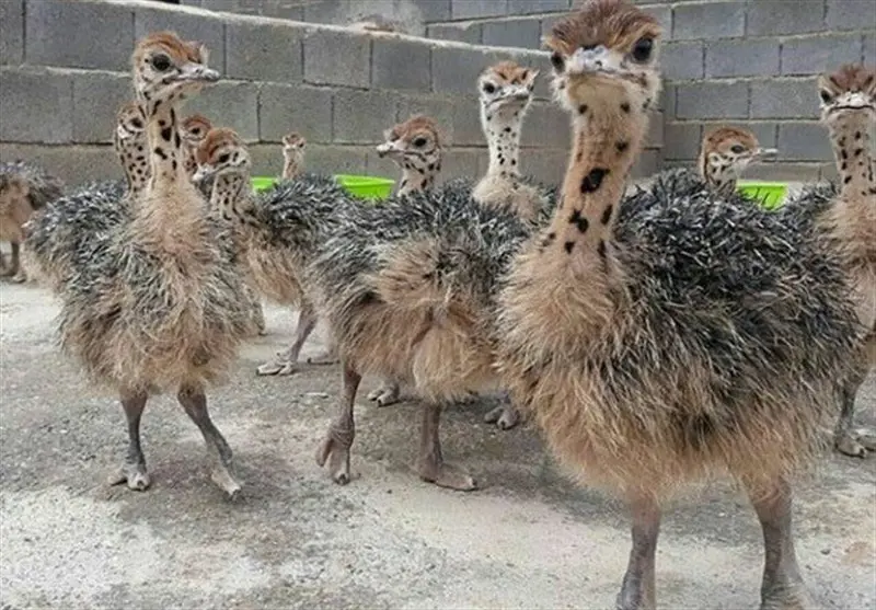 تصویر شماره 3 محصول 