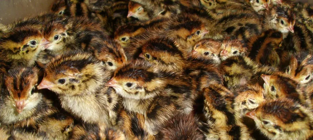 تصویر شماره 4 محصول 