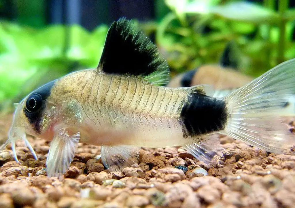 تصویر شماره 1 محصول 