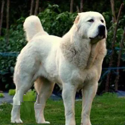 تصویر شماره 1 محصول 