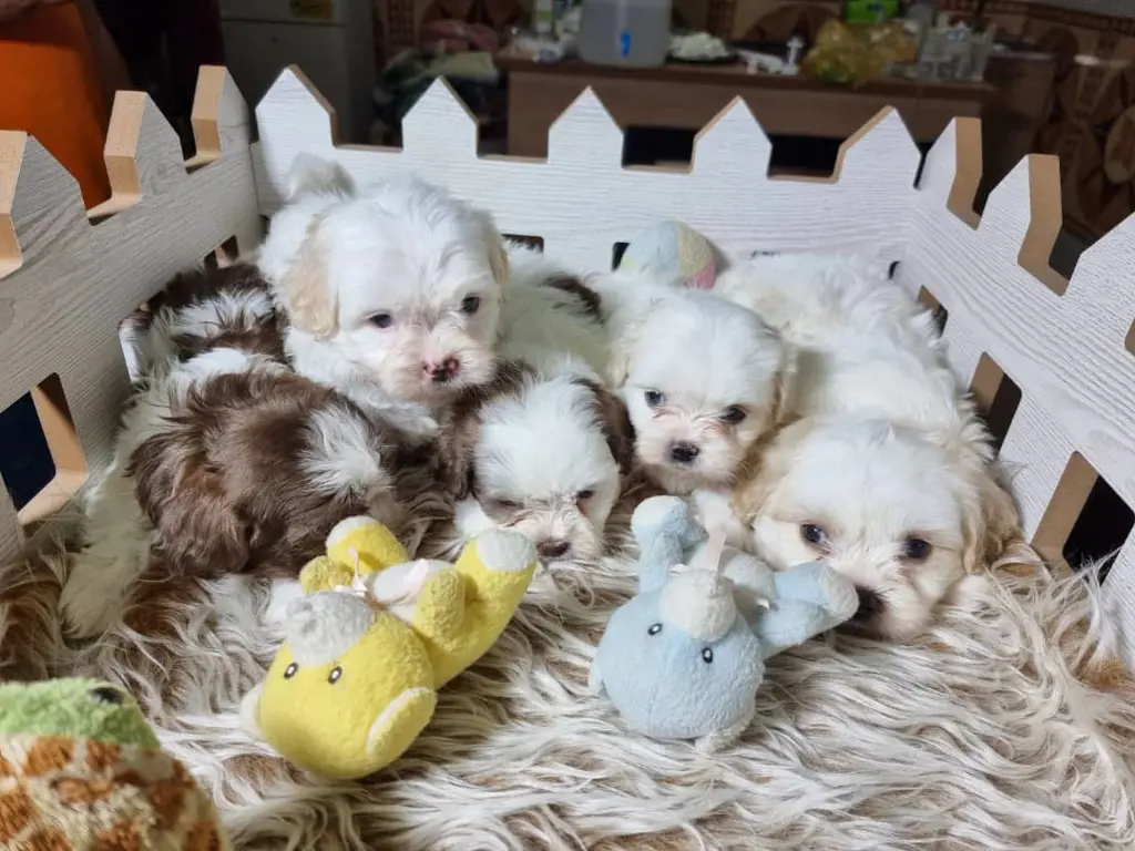 تصویر شماره 2 محصول 