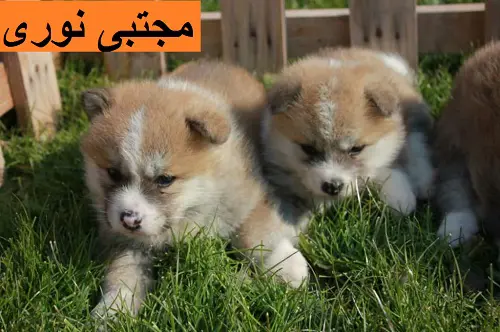 تصویر شماره 1 محصول 