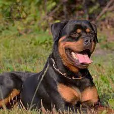 تصویر شماره 2 محصول 