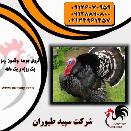 تصویر شماره 3 محصول 