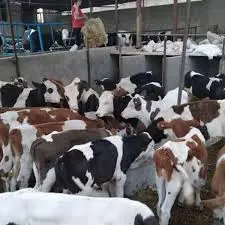 تصویر شماره 3 محصول 