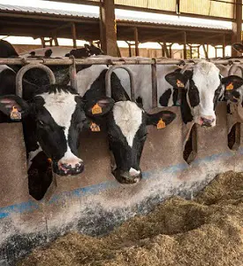 تصویر شماره 1 محصول 