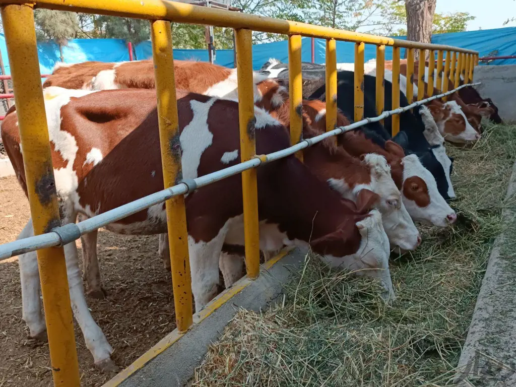 تصویر شماره 4 محصول 