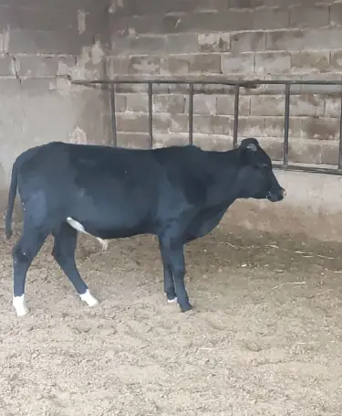 تصویر شماره 1 محصول 