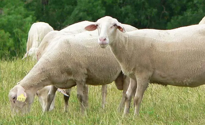 تصویر شماره 1 محصول 