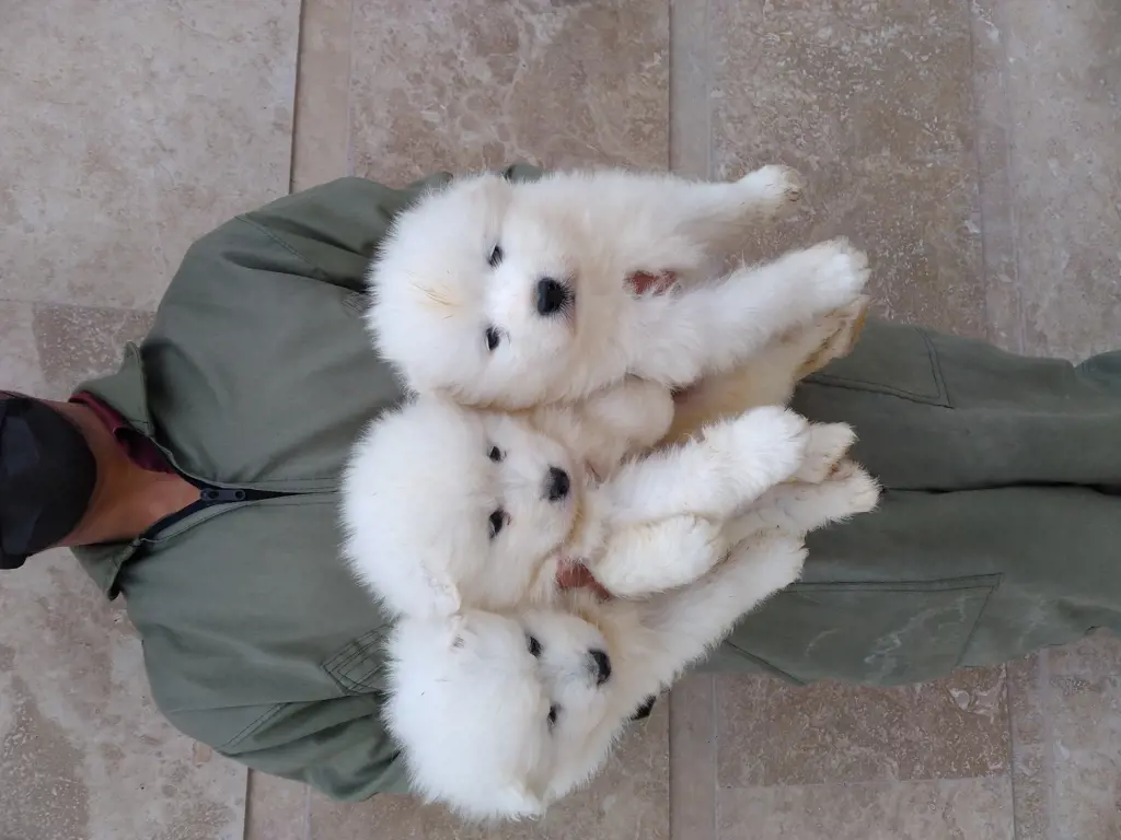 تصویر شماره 2 محصول 