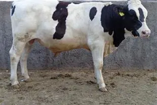 تصویر شماره 1 محصول 