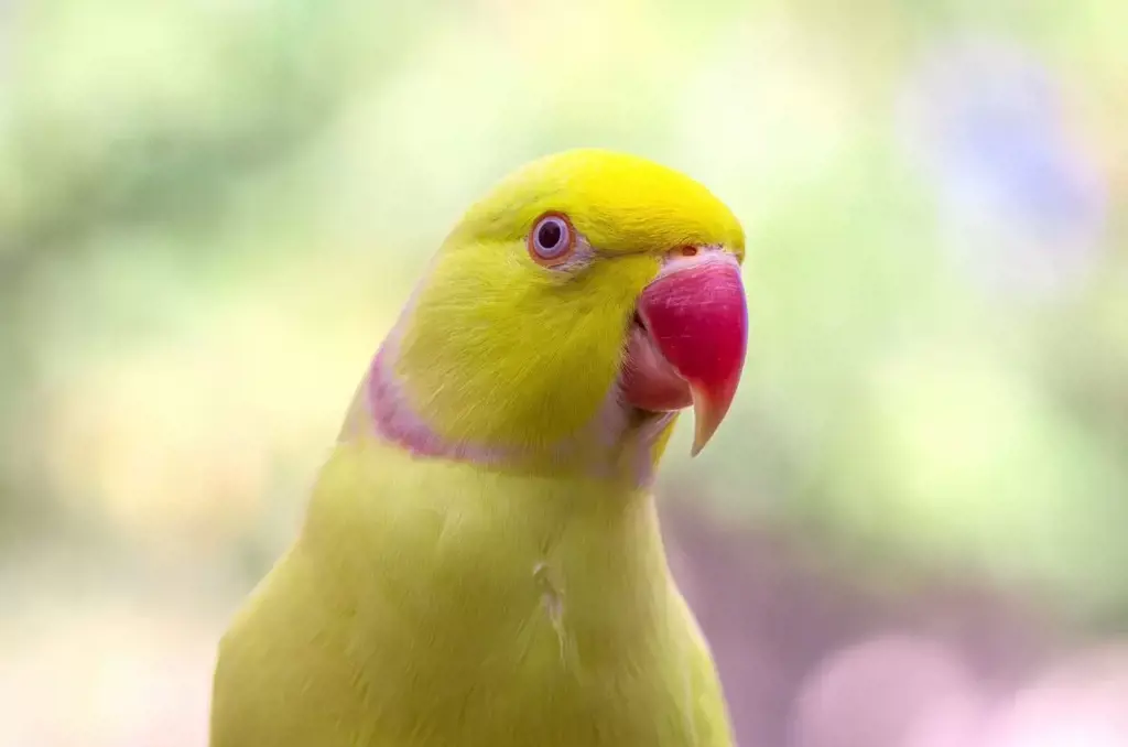 تصویر شماره 2 محصول 