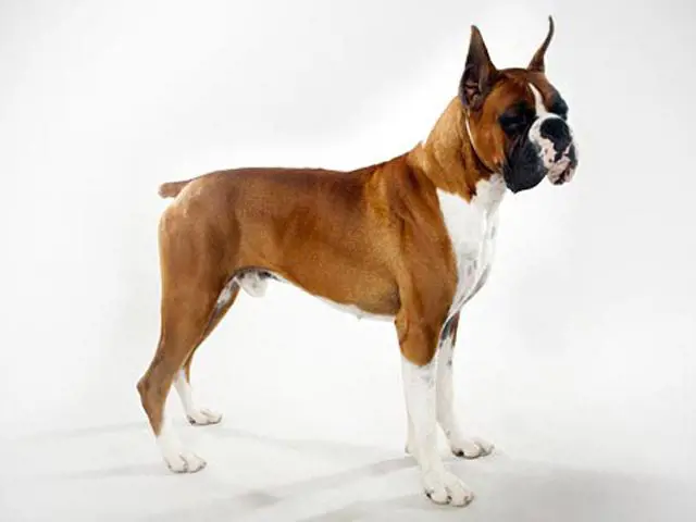 تصویر شماره 1 محصول 