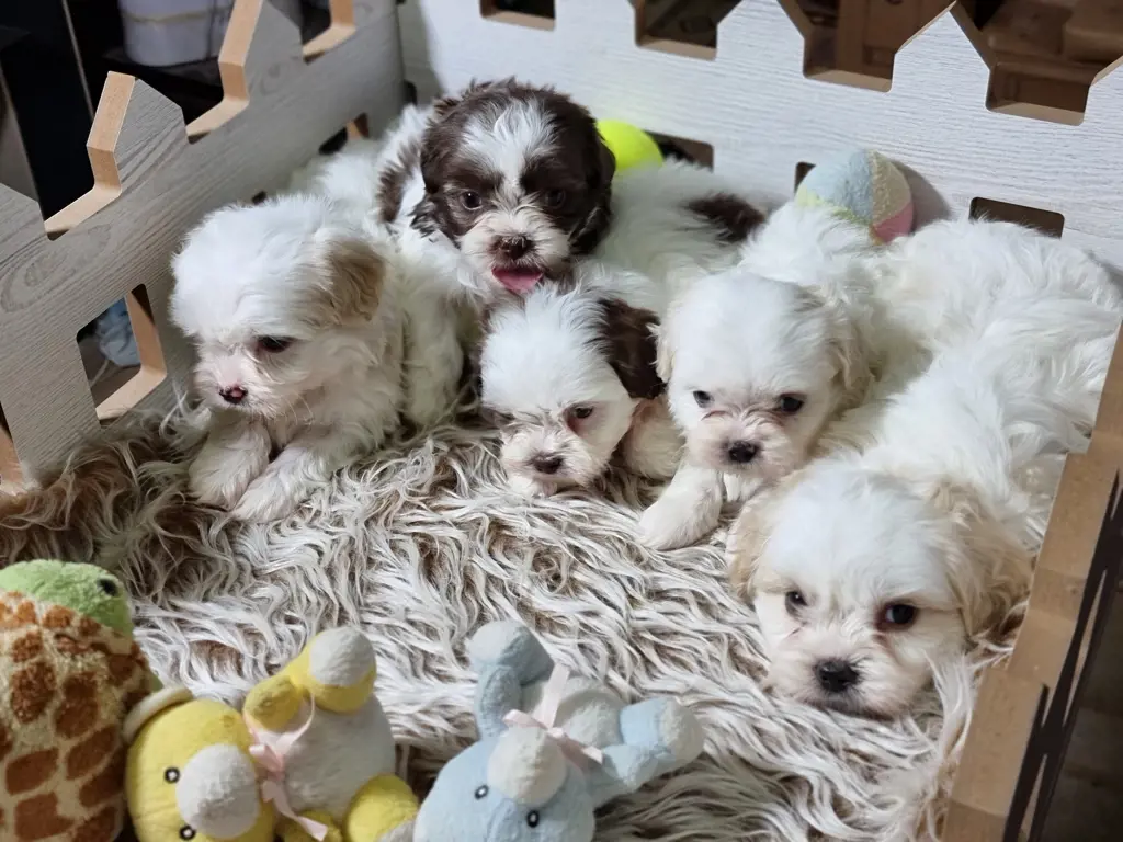 تصویر شماره 3 محصول 