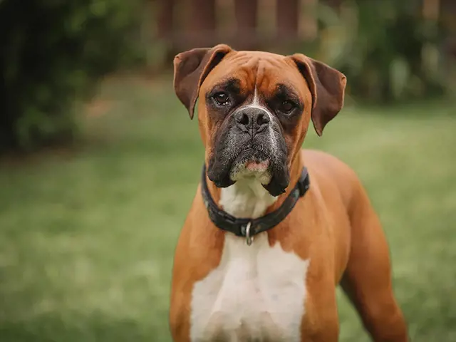 تصویر شماره 2 محصول 