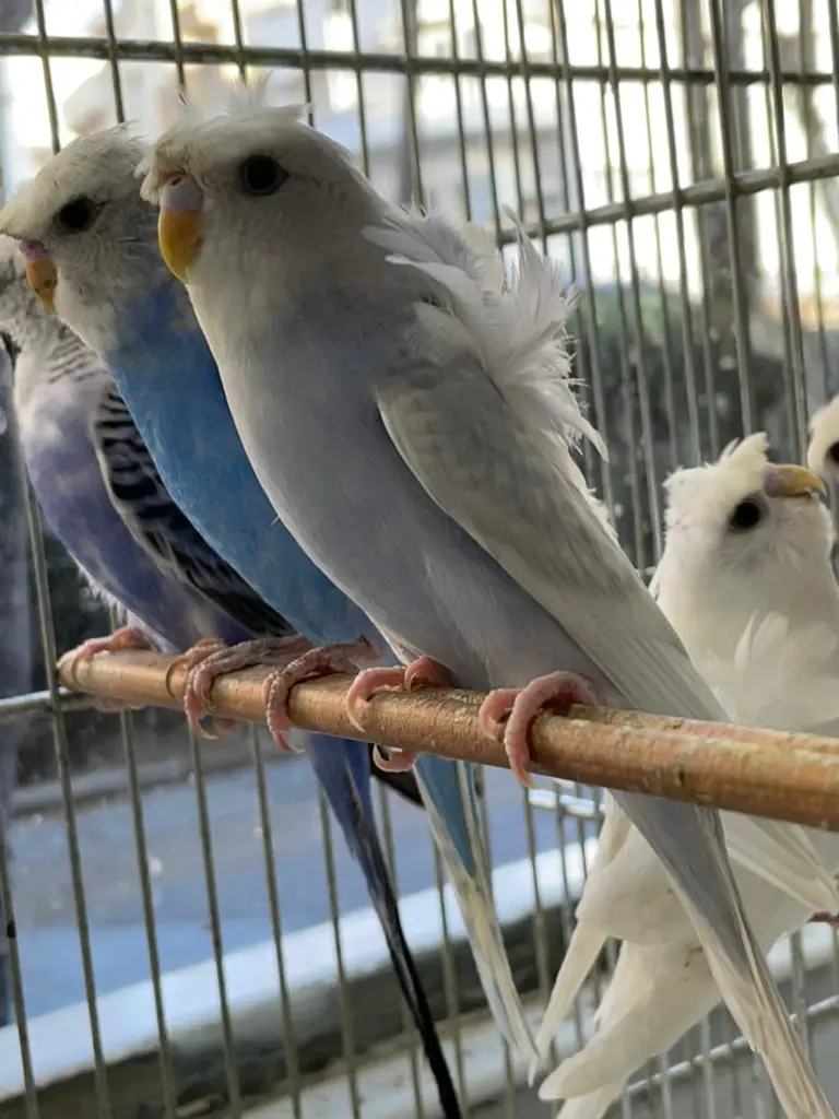 تصویر شماره 1 محصول 