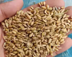 تصویر شماره 2 محصول 