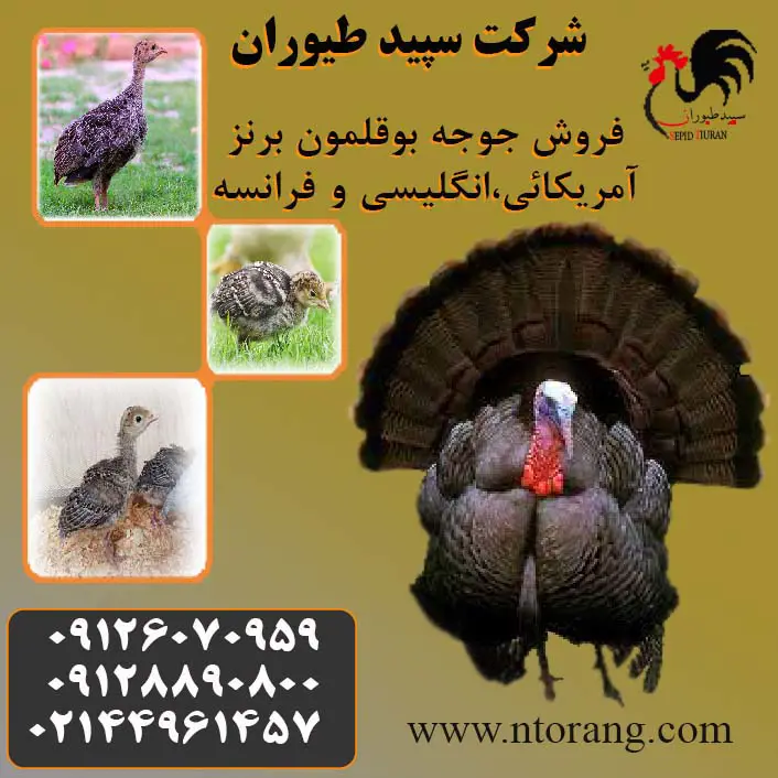 تصویر شماره 1 محصول 