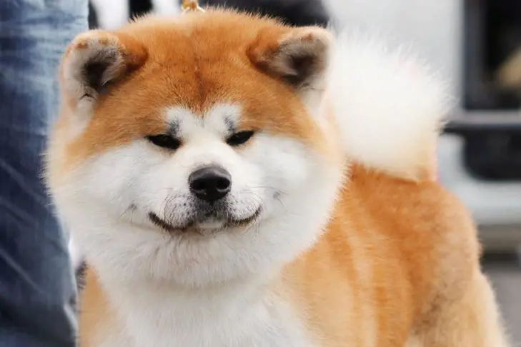 تصویر شماره 1 محصول 