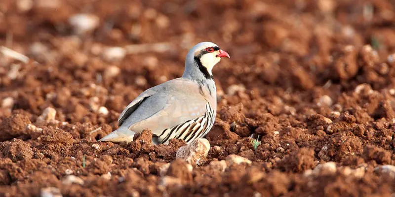 تصویر شماره 1 محصول 
