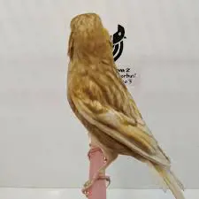 تصویر شماره 1 محصول 