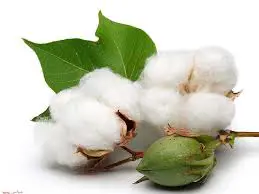 تصویر شماره 2 محصول 