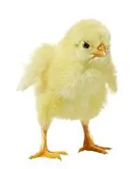 تصویر شماره 1 محصول 