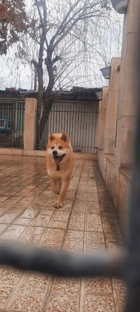 تصویر شماره 2 محصول 