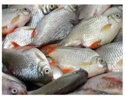 تصویر شماره 1 محصول 