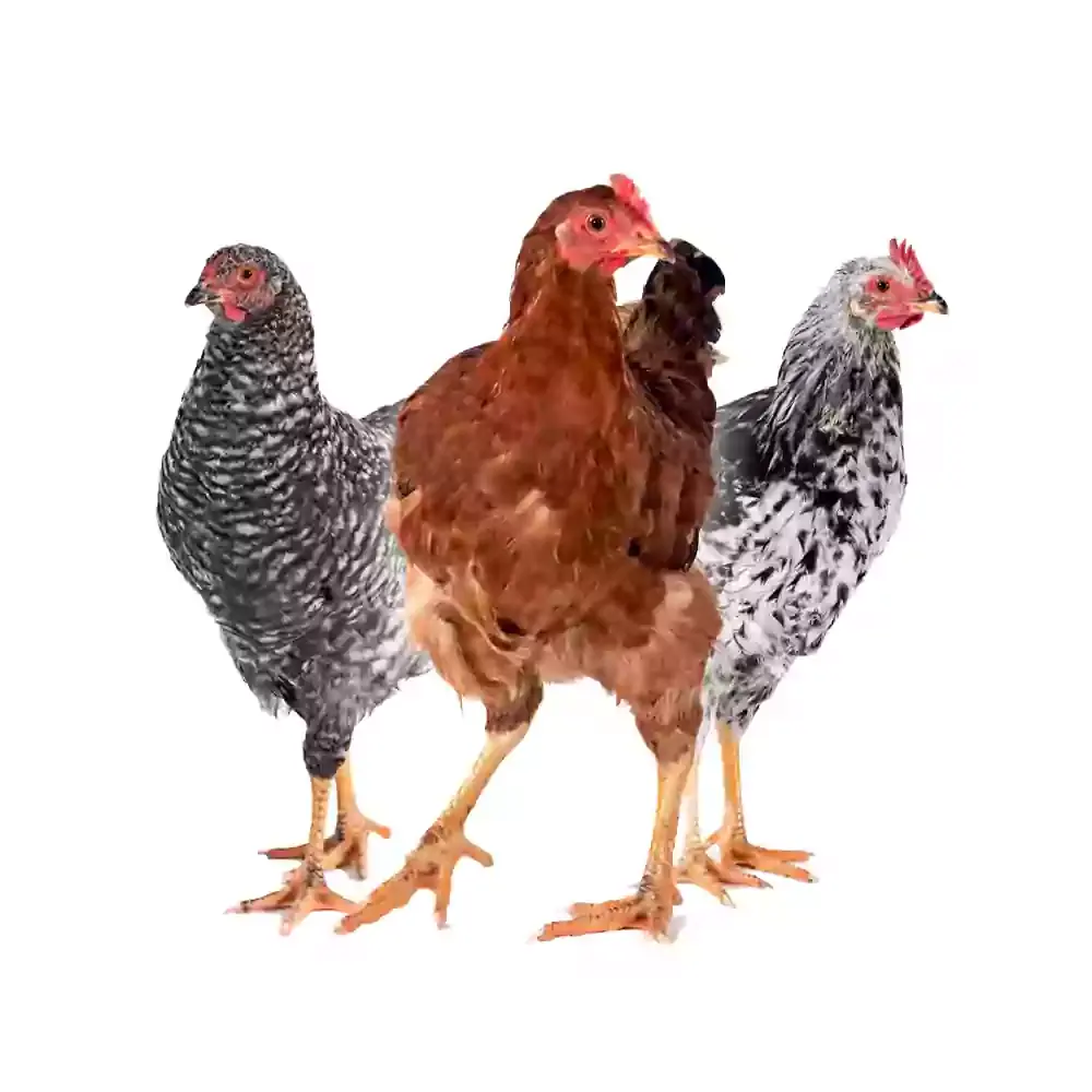 تصویر شماره 1 محصول 