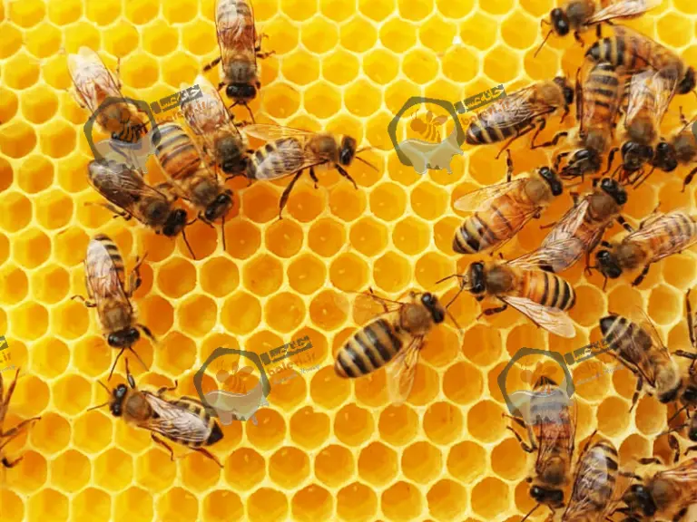 تصویر شماره 4 محصول 