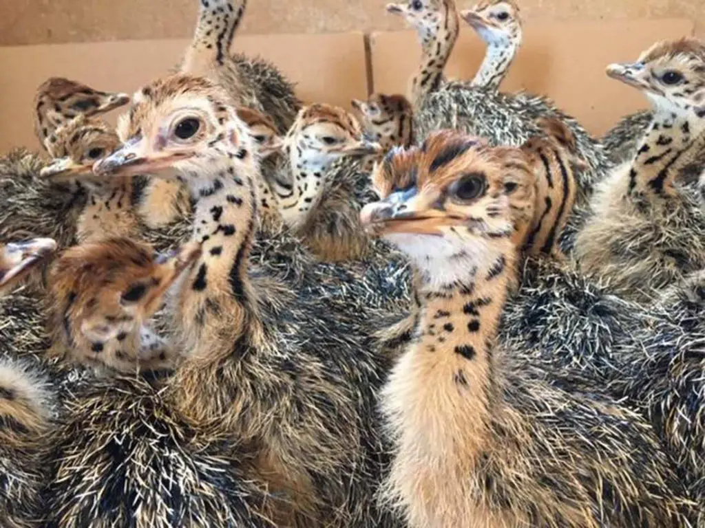 تصویر شماره 4 محصول 