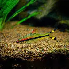 تصویر شماره 2 محصول 