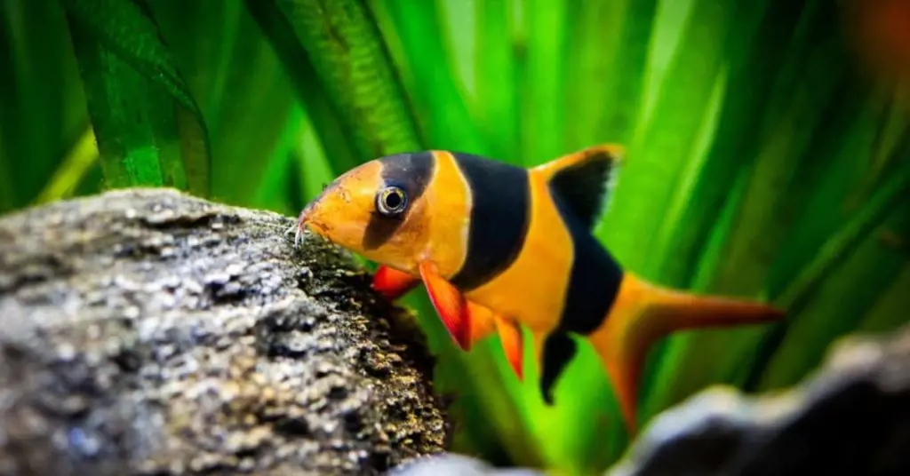 تصویر شماره 2 محصول 