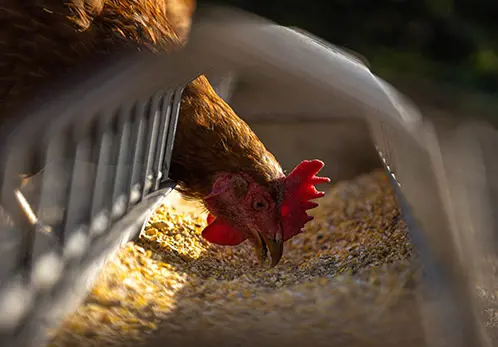 تصویر شماره 1 محصول 