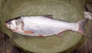 تصویر شماره 1 محصول 