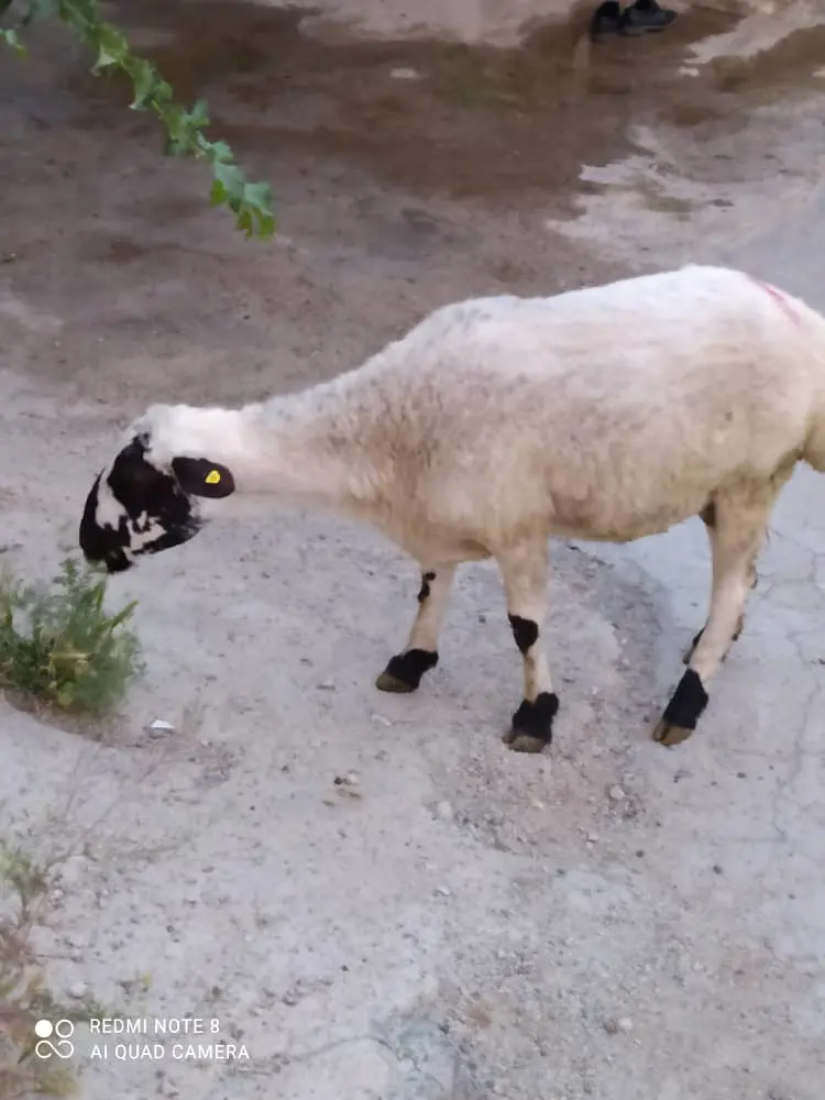 تصویر شماره 1 محصول 