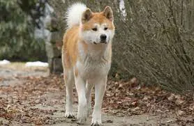 تصویر شماره 3 محصول 