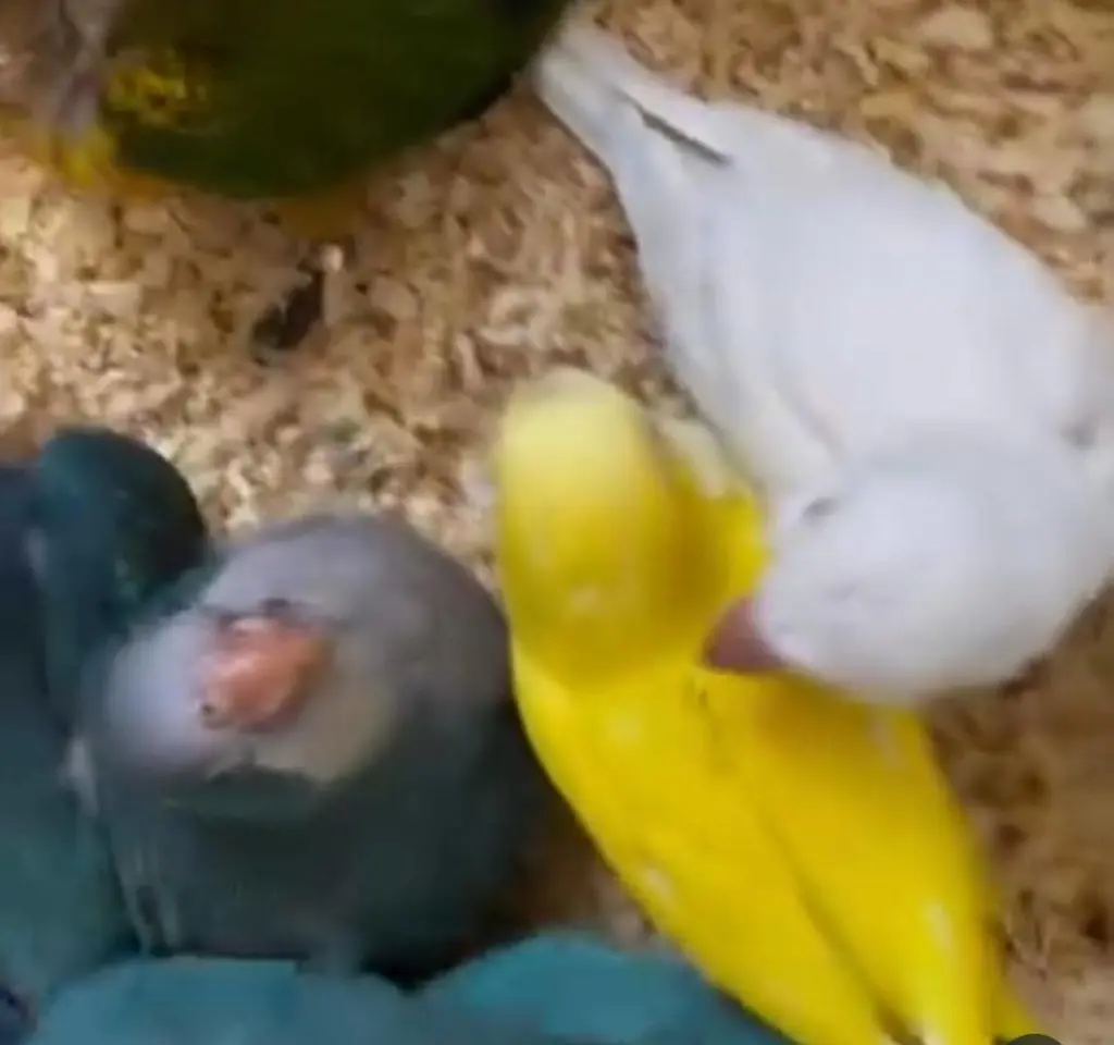 تصویر شماره 1 محصول 