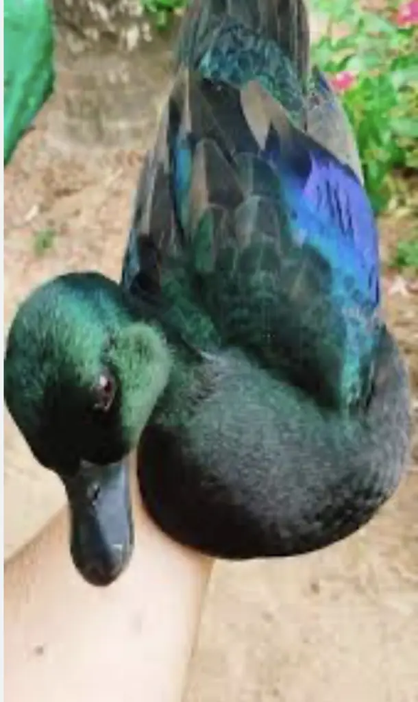 تصویر شماره 2 محصول 